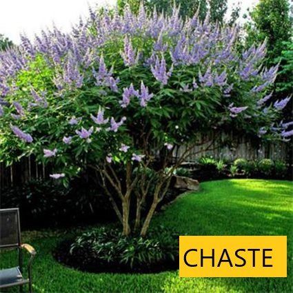 Chaste tree — Tucson, AZ — Arizona Tree and Landscape Service, Inc.