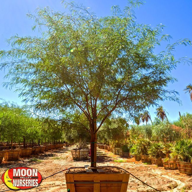 Chilean mesquite tree — Tucson, AZ — Arizona Tree and Landscape Service, Inc.