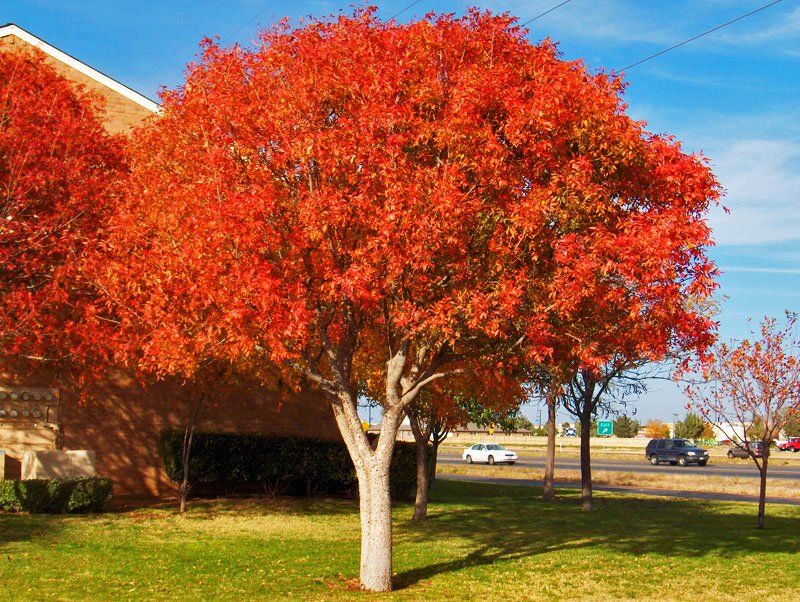 Chinese pistache tree — Tucson, AZ — Arizona Tree and Landscape Service, Inc.