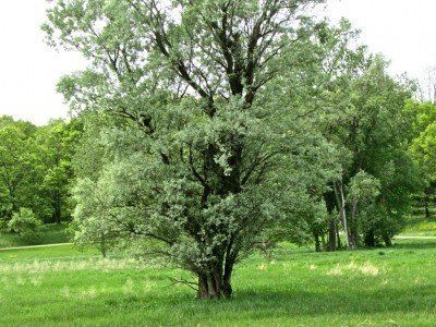 Cottonwood tree — Tucson, AZ — Arizona Tree and Landscape Service, Inc.