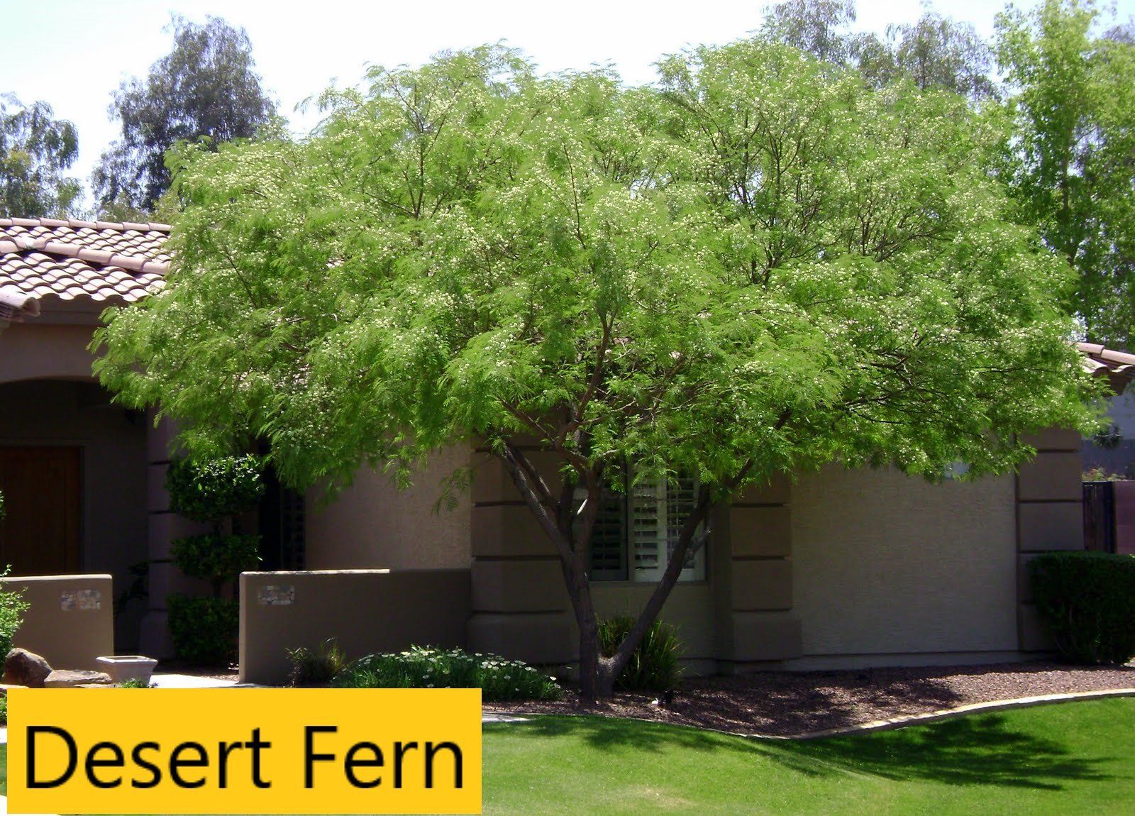 Desert fern tree — Tucson, AZ — Arizona Tree and Landscape Service, Inc.