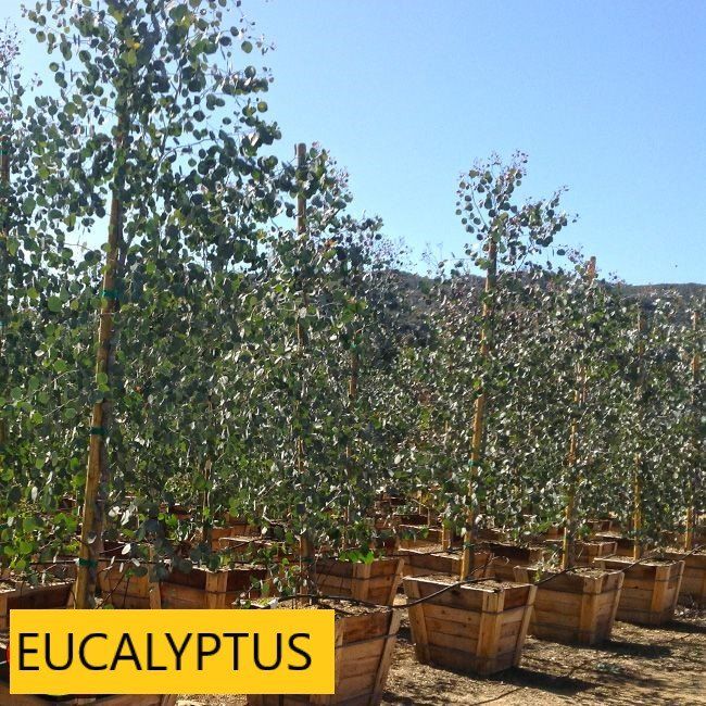 Eucalyptus — Tucson, AZ — Arizona Tree and Landscape Service, Inc.
