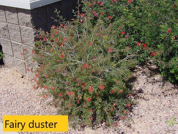 Fair duster — Tucson, AZ — Arizona Tree and Landscape Service, Inc.