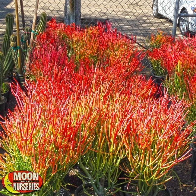 Firestick — Tucson, AZ — Arizona Tree and Landscape Service, Inc.