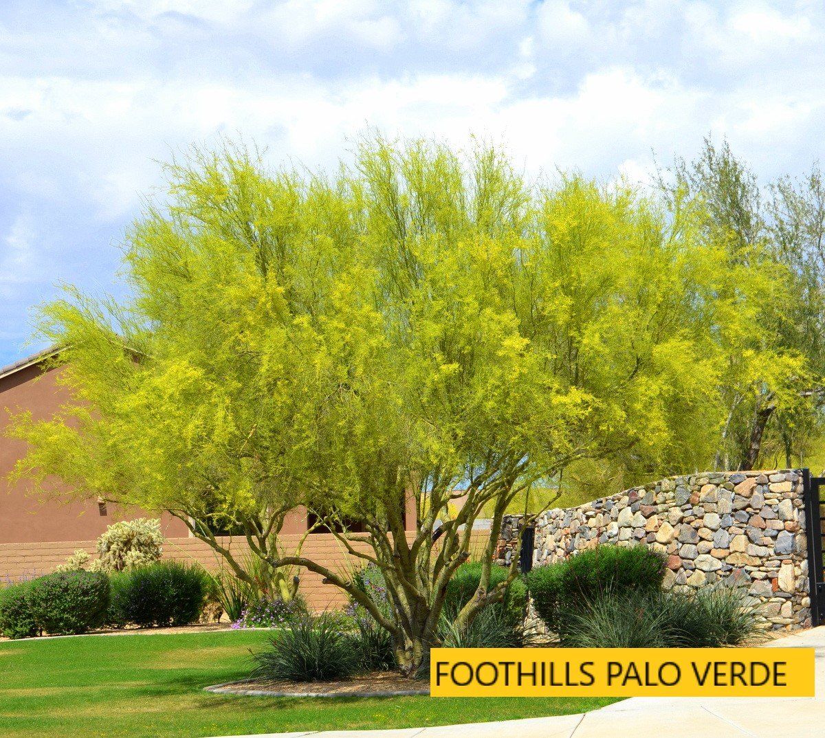 Foothills palo verde tree — Tucson, AZ — Arizona Tree and Landscape Service, Inc.