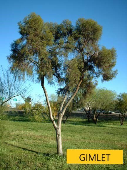 Gimlet tree — Tucson, AZ — Arizona Tree and Landscape Service, Inc.