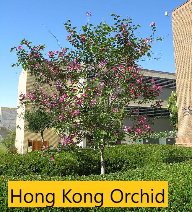 Hong Kong orchid — Tucson, AZ — Arizona Tree and Landscape Service, Inc.