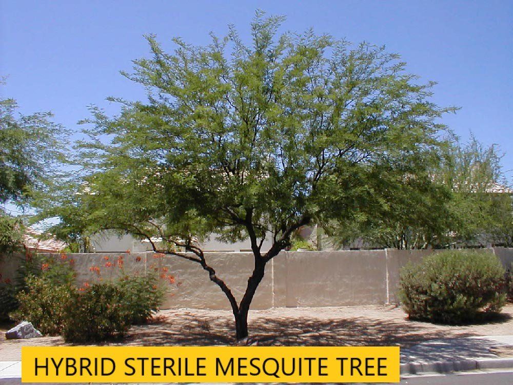 Hybrid sterile chilean mesquite tree — Tucson, AZ — Arizona Tree and Landscape Service, Inc.
