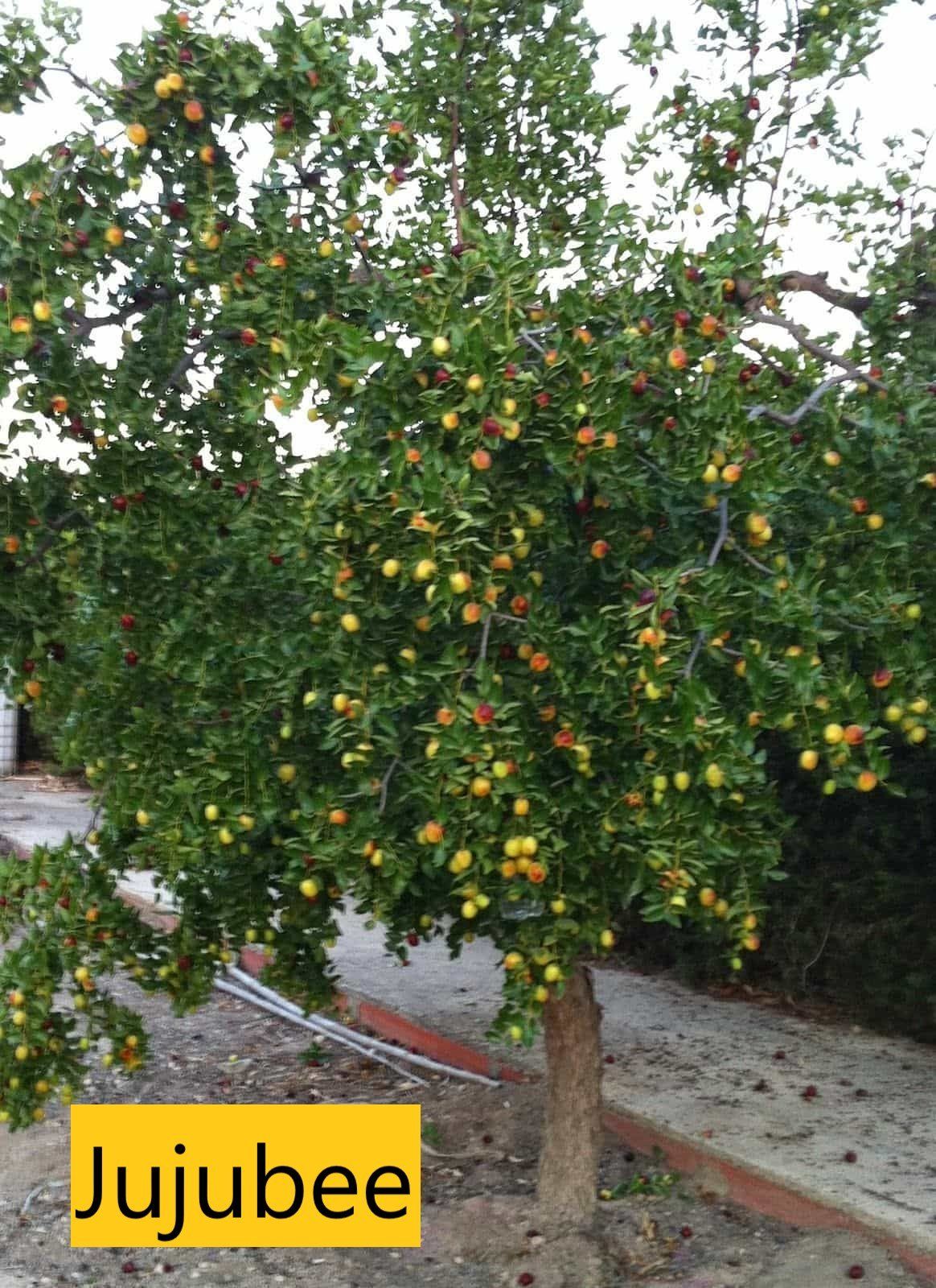 Jujubee tree — Tucson, AZ — Arizona Tree and Landscape Service, Inc.