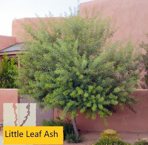 Leaf ash — Tucson, AZ — Arizona Tree and Landscape Service, Inc.