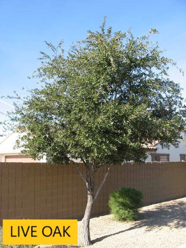 Live oak — Tucson, AZ — Arizona Tree and Landscape Service, Inc.