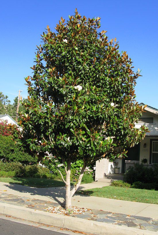 Magnolia tree — Tucson, AZ — Arizona Tree and Landscape Service, Inc.