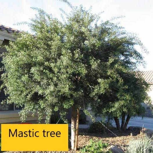Mastic tree — Tucson, AZ — Arizona Tree and Landscape Service, Inc.