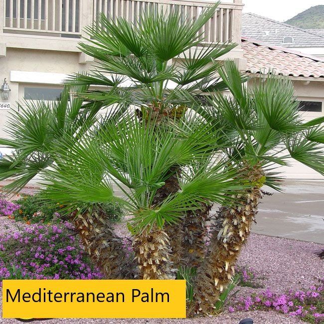 Palm tree — Tucson, AZ — Arizona Tree and Landscape Service, Inc.