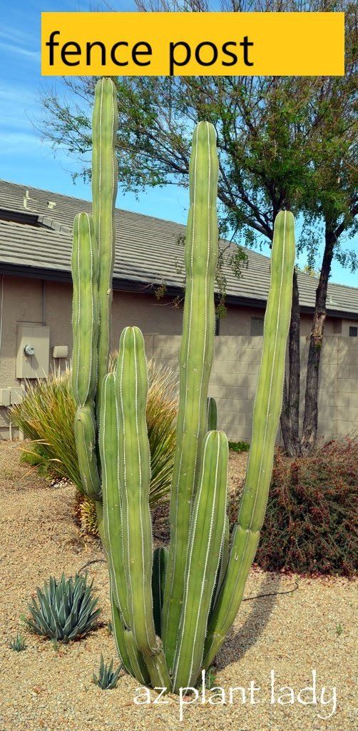 Cactus — Tucson, AZ — Arizona Tree and Landscape Service, Inc.