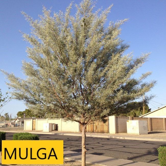 Mulga tree — Tucson, AZ — Arizona Tree and Landscape Service, Inc.