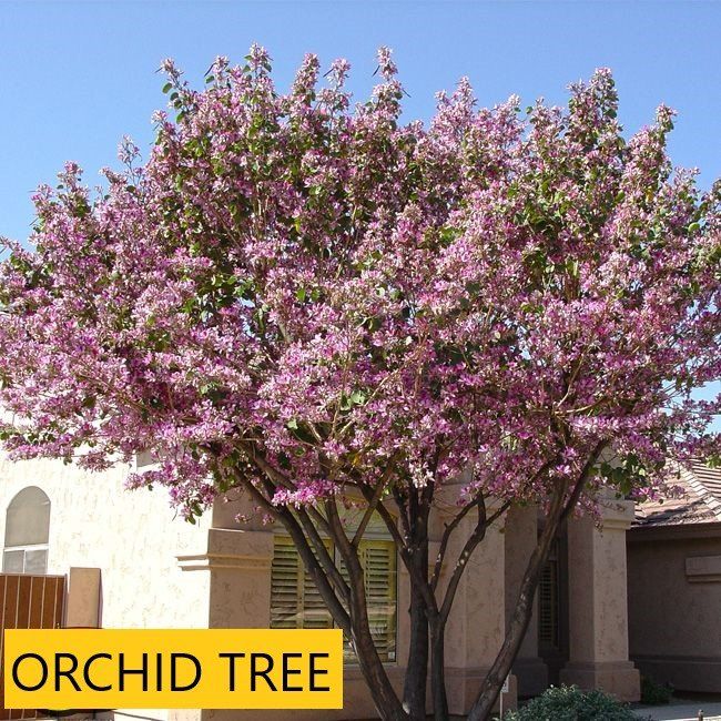 Purple orchid — Tucson, AZ — Arizona Tree and Landscape Service, Inc.
