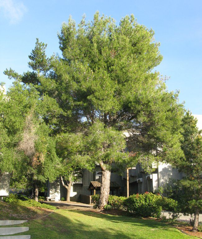 Pinus halepensis tree — Tucson, AZ — Arizona Tree and Landscape Service, Inc.