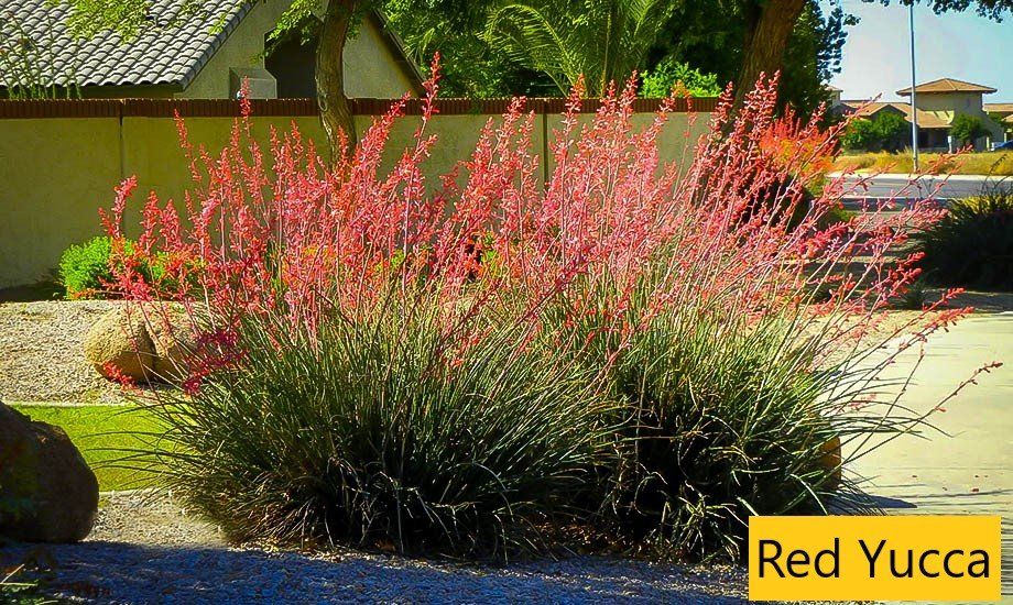 Red yucca — Tucson, AZ — Arizona Tree and Landscape Service, Inc.