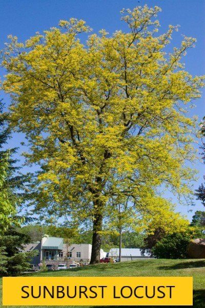 Sunburst tree — Tucson, AZ — Arizona Tree and Landscape Service, Inc.