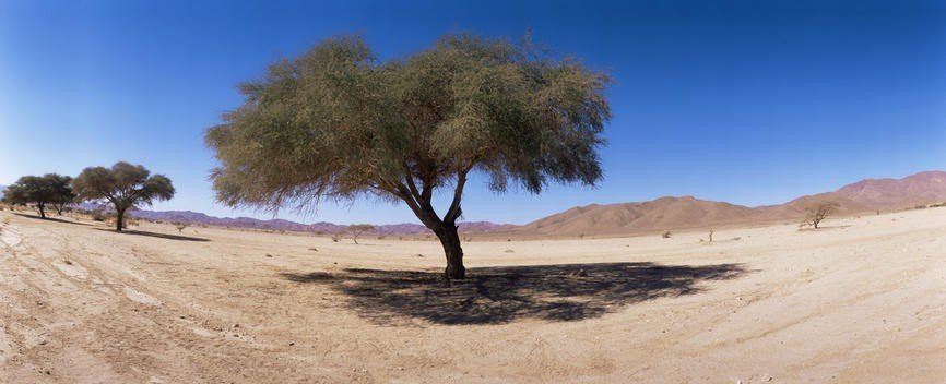 Tamarisk tree — Tucson, AZ — Arizona Tree and Landscape Service, Inc.