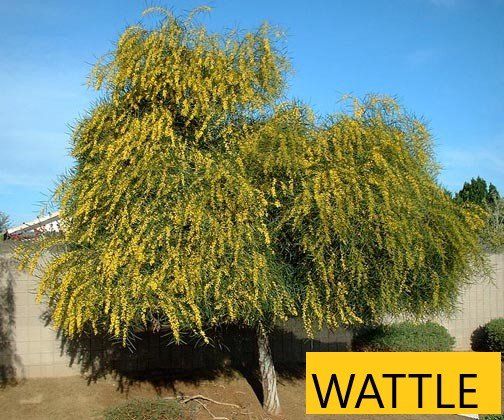 Wattle tree — Tucson, AZ — Arizona Tree and Landscape Service, Inc.