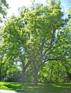 Western hackberry — Tucson, AZ — Arizona Tree and Landscape Service, Inc.