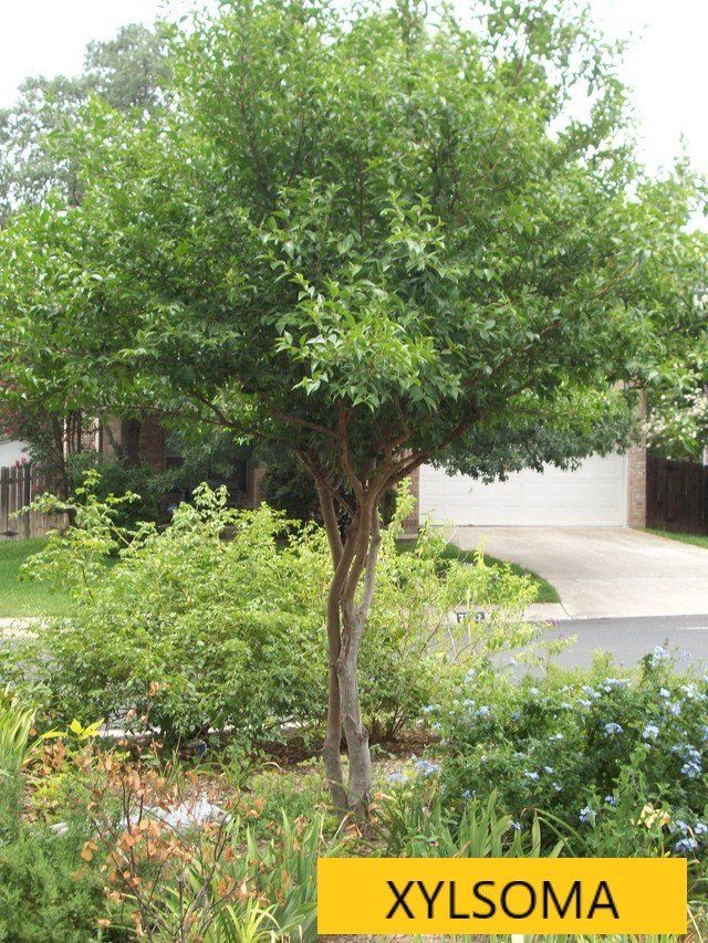 Xylosma tree — Tucson, AZ — Arizona Tree and Landscape Service, Inc.