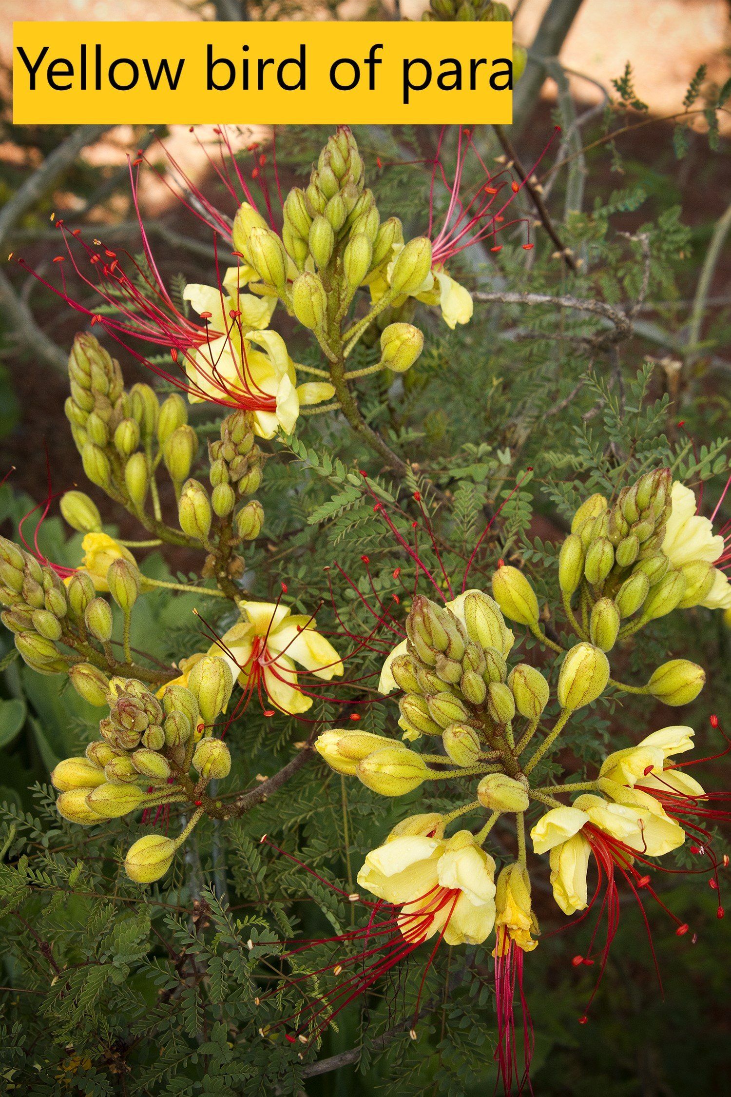 Yellow bird of paradise — Tucson, AZ — Arizona Tree and Landscape Service, Inc.
