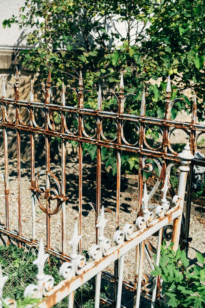 Rusty wrought-iron fence with decorative details, partially covered by greenery; outdoors.