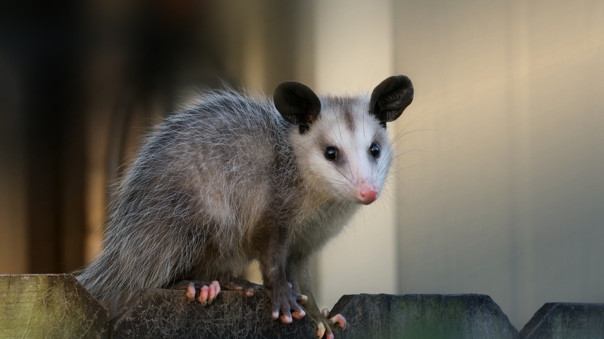 Opossum with gray fur standing on a wooden fence at dusk