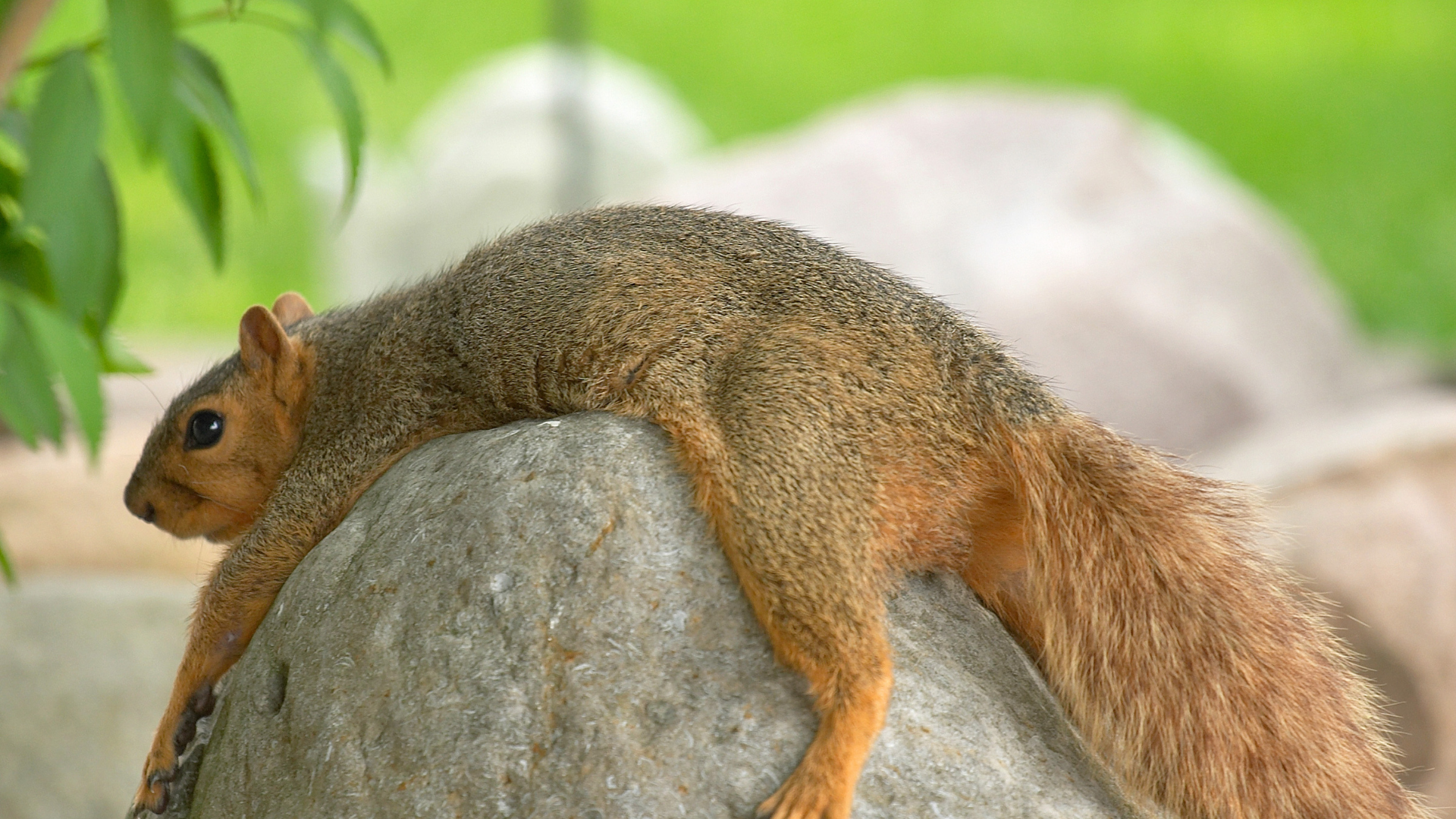 Squirrel draped over a rock, with a green leafy background and blurred stones behind.