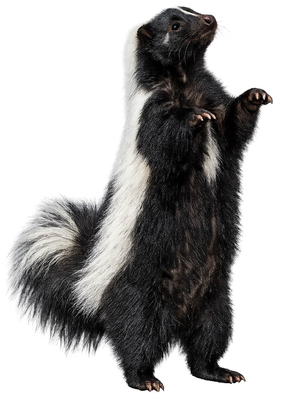 Black-and-white skunk standing upright, with striped fur and raised front paws