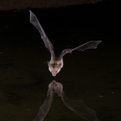Bat hanging upside down in a cave, brown fur, pink face, wings spread, claws clinging.