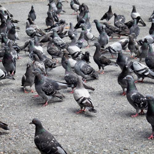 Pigeon with iridescent neck feathers perched on a rooftop, with a green, blurred background.
