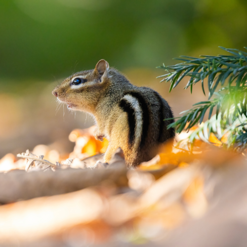 Armadillo with gray, segmented shell walks in grassy area.