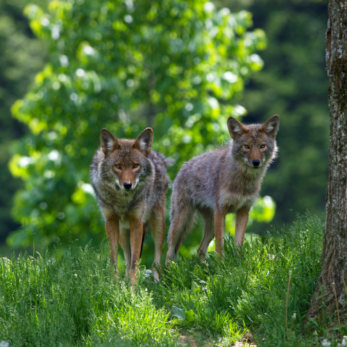 Coyote standing on paved road, tan fur, attentive expression, sunny setting.