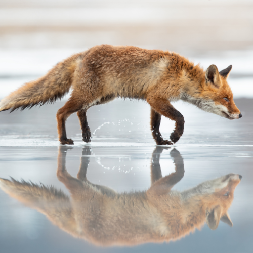 Red fox walking on wet ice, reflected below.