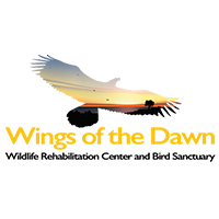 Wings of the Dawn Wildlife Rehabilitation Center and Bird Sanctuary logo with flying bird silhouette