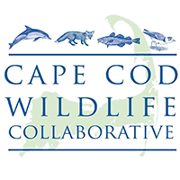 Cape Cod Wildlife Collaborative logo with dolphins, fox, fish, and bird in blue and green