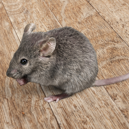 Small gray mouse with a long tail sitting on a wooden floor, facing left.