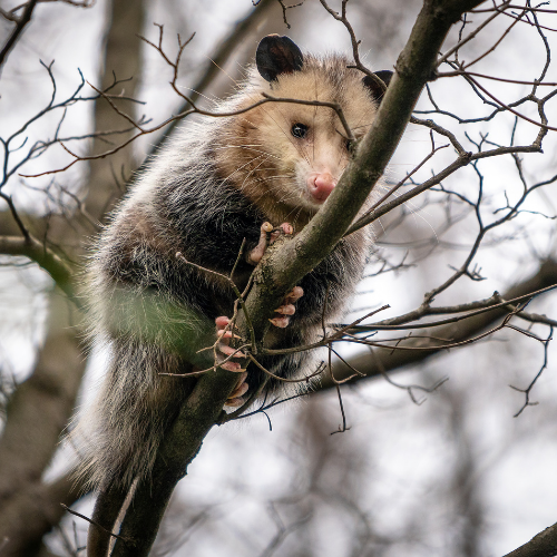 Opossum with gray and white fur, sniffing on green grass near rocks and a log.