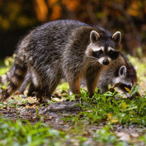 Gopher emerging from a burrow in the dirt, surrounded by grass.