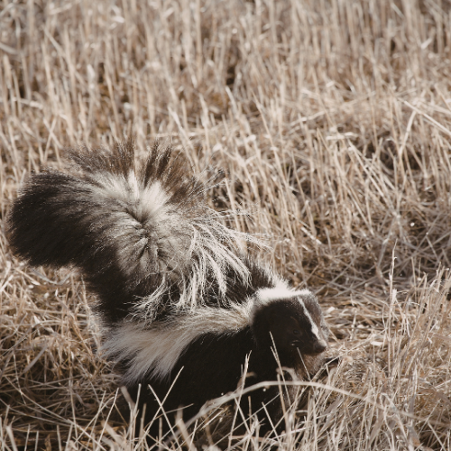 Skunk with white stripe on its back sniffing a wooden deck at night.