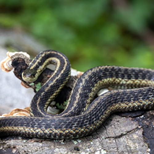 Brown and black snake coiled on a light brown rock surface.