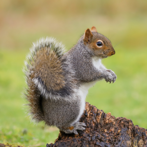 Gray squirrel running toward the camera on a paved surface.