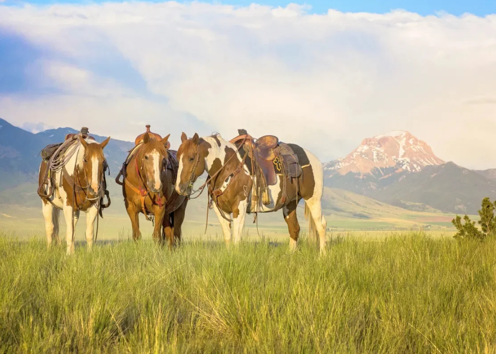 Three horses are standing in a grassy field with mountains in the background.