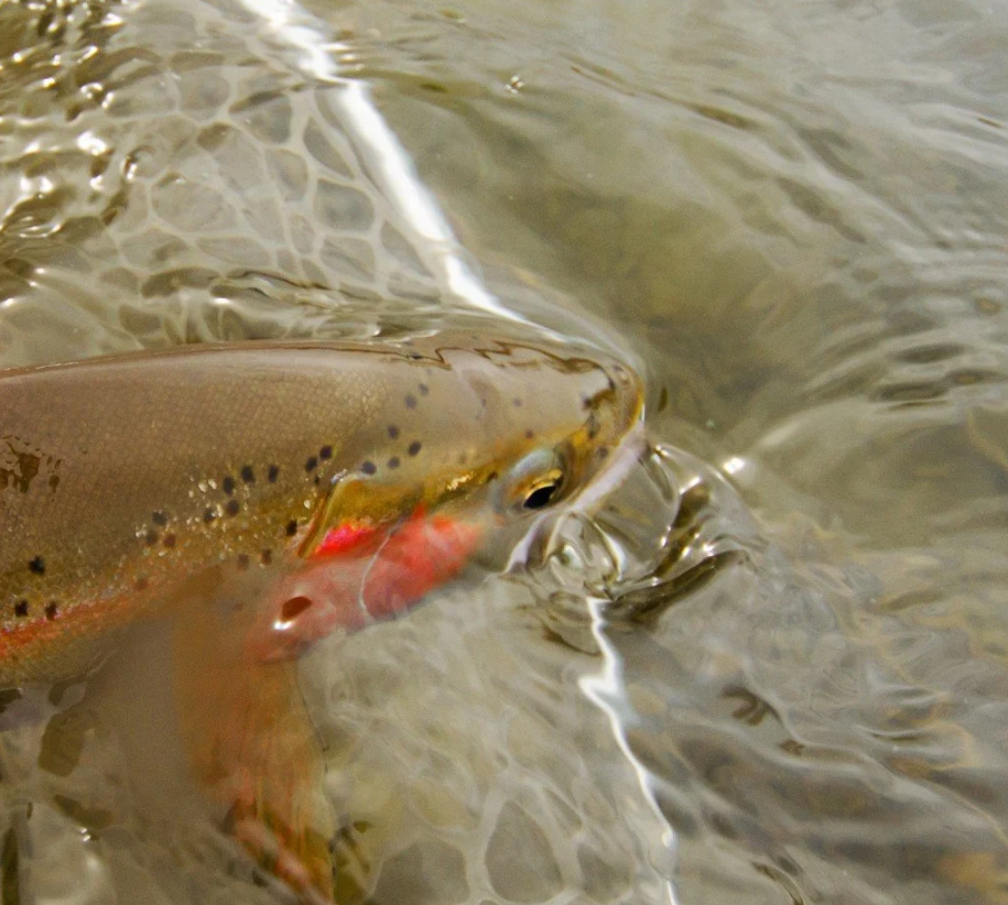 A rainbow trout is swimming in a stream of water.