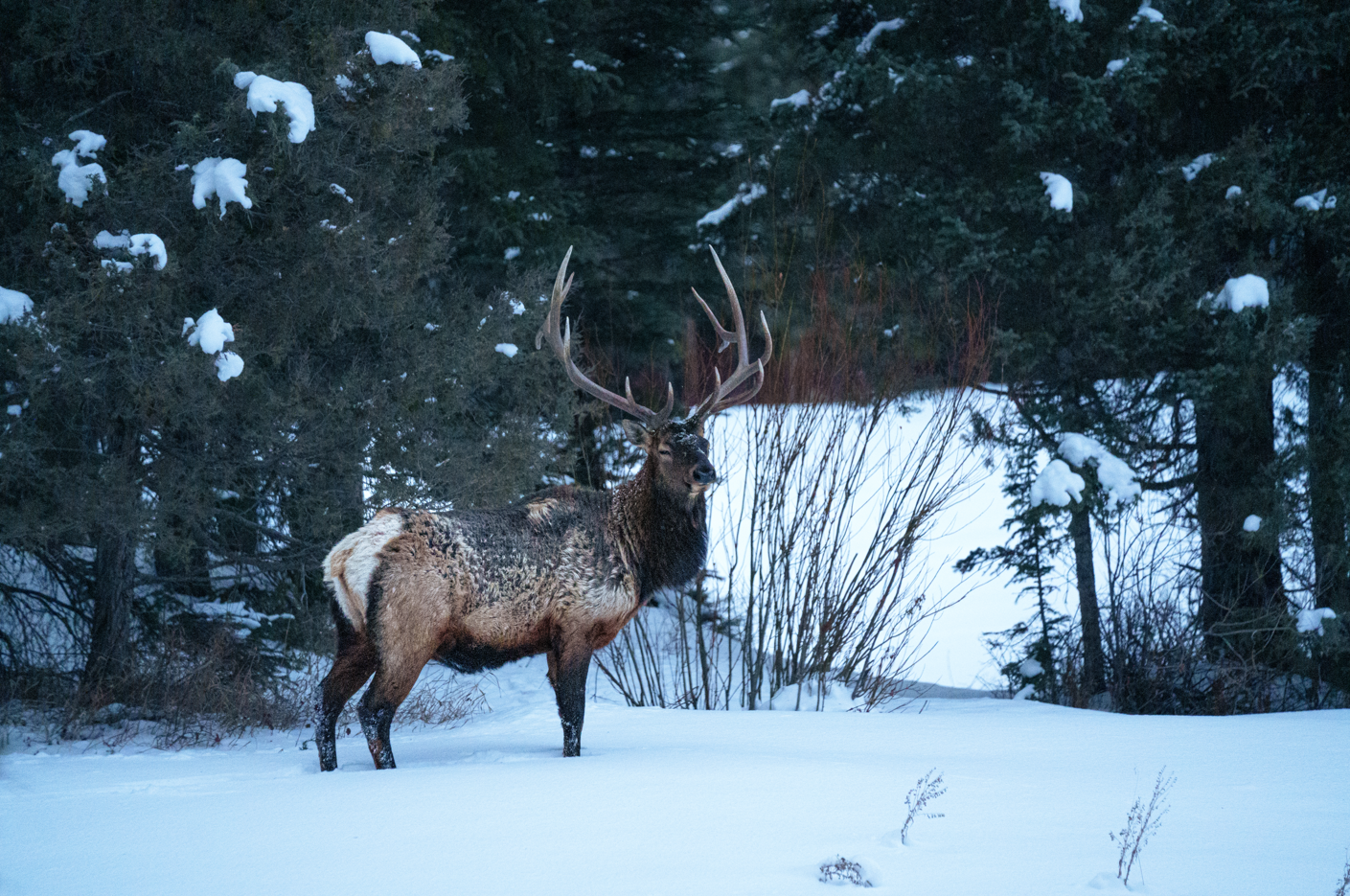A large elk is standing in the snow in the woods.