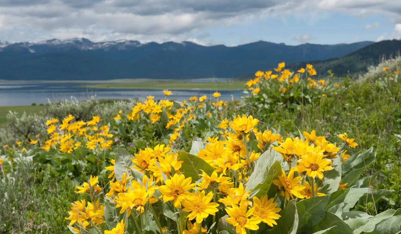 A field of yellow flowers with mountains in the background